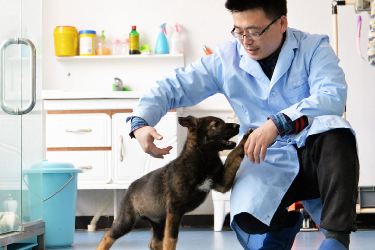 Chinese police dog clone, Kunxun, is the first in an experimental police dog cloning project