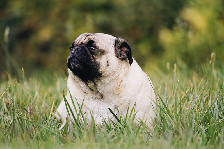 Chonky pug is a metaphor for Windows 10 increasing minimum storage requirement to 32GB.