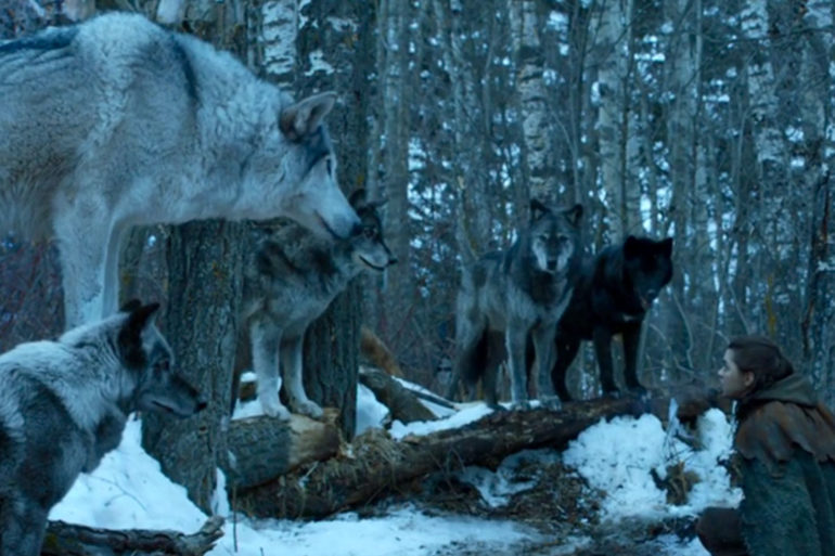 Game of Thrones Direwolves
