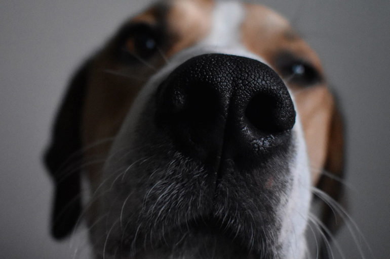 China Dog Snoot ID