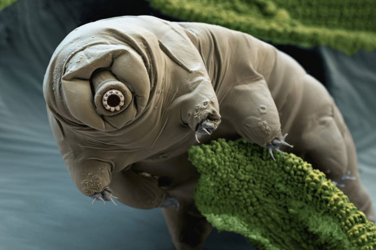 Tardigrade