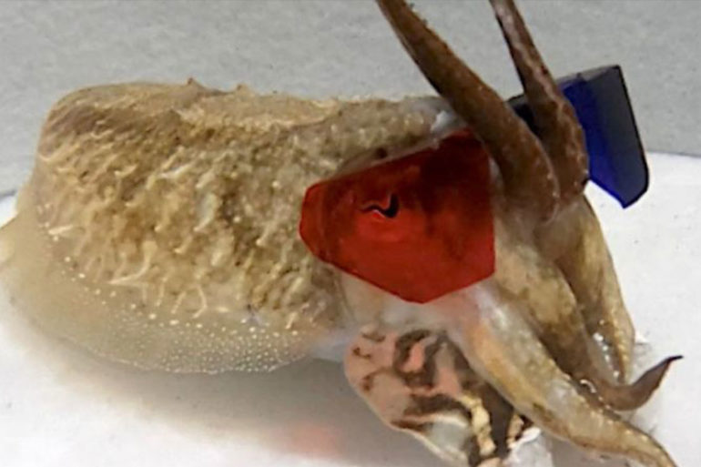 Cuttlefish 3D