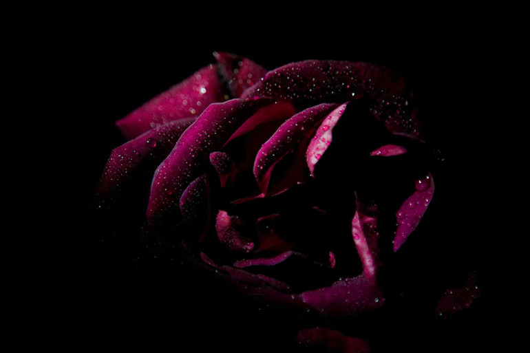 Dark Tower Rose Diana Parkhouse Unsplash