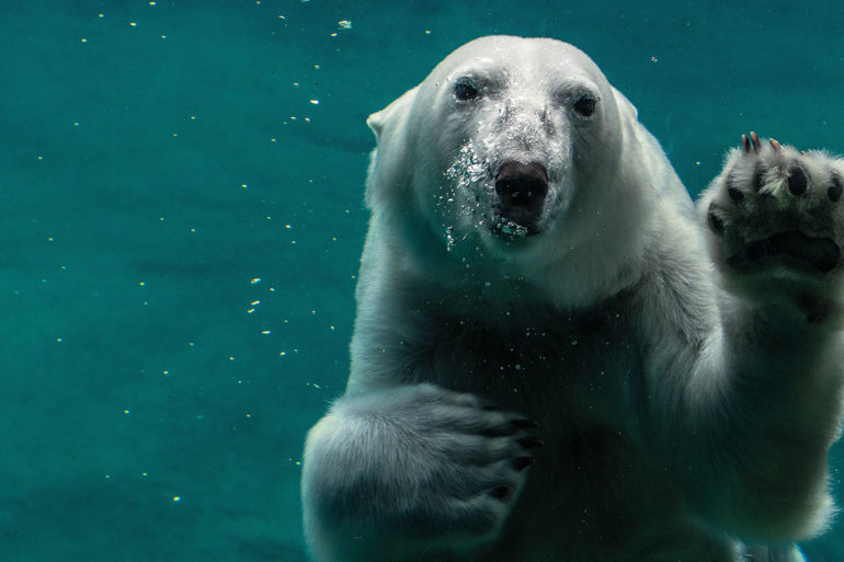 Polar Bear Peter Neumann Unsplash