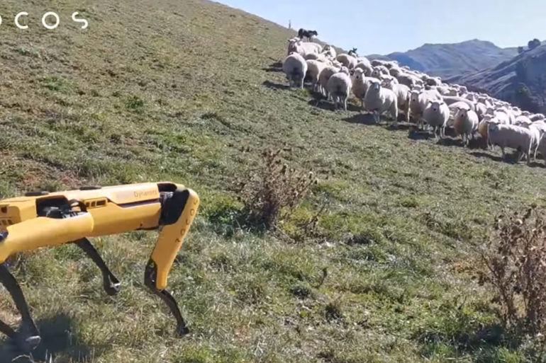 Boston Dynamics Sheep Spot