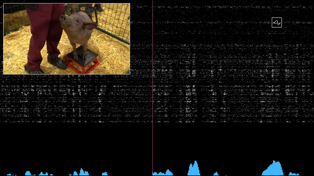 Neuralink Gertrude